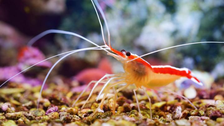 Freshwater Fish Store Palm Bay