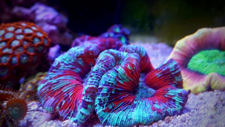 Freshwater Fish Store Melbourne