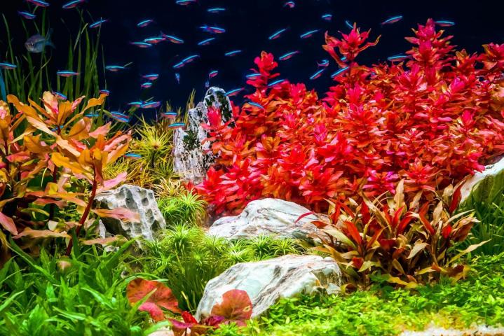 Aquarium Maintenance Service Melbourne